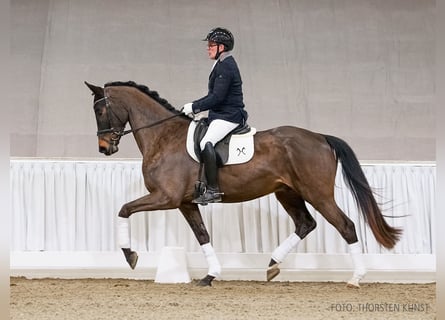 Hanoverian, Gelding, 5 years, 16,1 hh, Brown