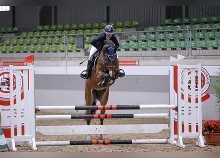 Hanoverian, Gelding, 5 years, 16,1 hh, Brown