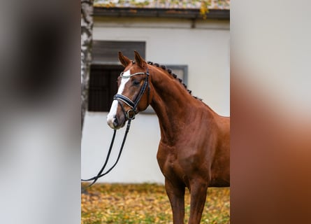 Hanoverian, Gelding, 5 years, 16,1 hh, Chestnut