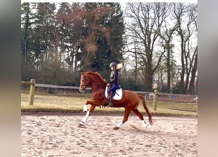 Hanoverian, Gelding, 5 years, 16,1 hh, Chestnut-Red