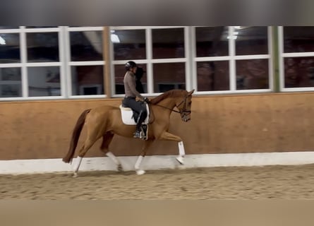 Hanoverian, Gelding, 5 years, 16,1 hh, Chestnut-Red
