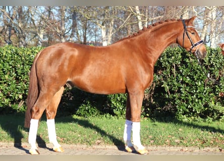 Hanoverian, Gelding, 5 years, 16,1 hh, Chestnut-Red