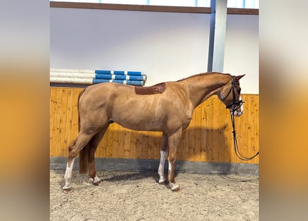 Hanoverian, Gelding, 5 years, 16,1 hh, Chestnut-Red