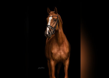 Hanoverian, Gelding, 5 years, 16,1 hh, Chestnut-Red