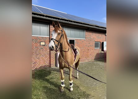 Hanoverian, Gelding, 5 years, 16,1 hh, Chestnut-Red