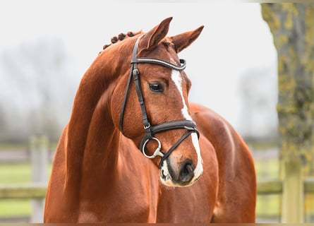 Hanoverian, Gelding, 5 years, 16,1 hh, Chestnut-Red