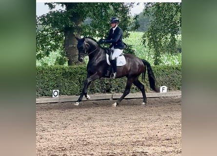 Hanoverian, Gelding, 5 years, 16,1 hh, Smoky-Black