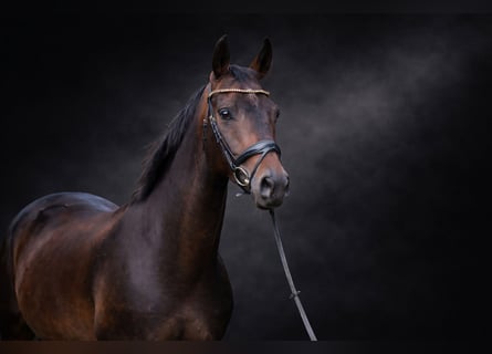 Hanoverian, Gelding, 5 years, 16,2 hh, Bay-Dark