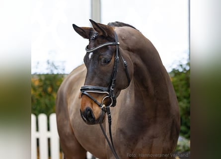 Hanoverian, Gelding, 5 years, 16,2 hh, Bay-Dark