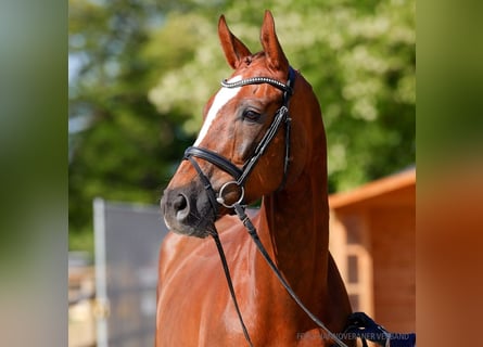 Hanoverian, Gelding, 5 years, 16,2 hh, Black