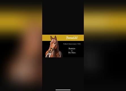 Hanoverian, Gelding, 5 years, 16,2 hh, Brown