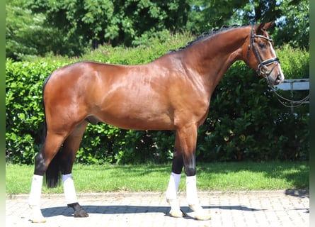 Hanoverian, Gelding, 5 years, 16,2 hh, Brown