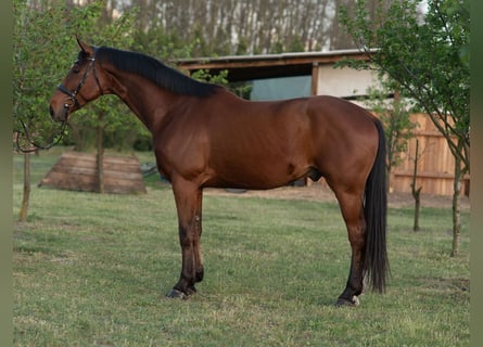 Hanoverian, Gelding, 5 years, 16,2 hh, Brown-Light