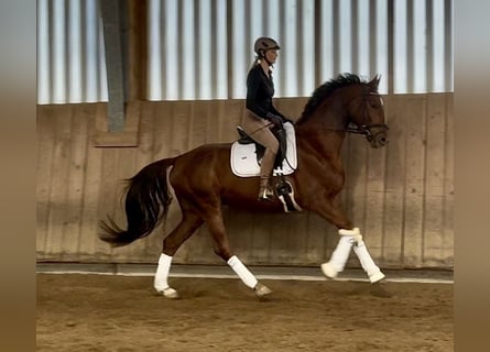 Hanoverian, Gelding, 5 years, 16,2 hh, Chestnut