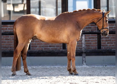 Hanoverian, Gelding, 5 years, 16,2 hh, Chestnut-Red