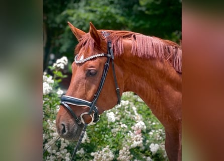 Hanoverian, Gelding, 5 years, 16,2 hh, Chestnut-Red