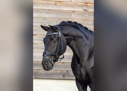 Hanoverian, Gelding, 5 years, 16,3 hh, Black