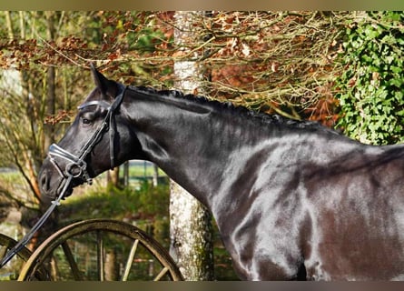 Hanoverian, Gelding, 5 years, 16,3 hh, Black