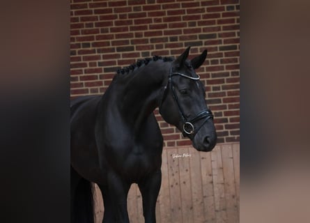 Hanoverian, Gelding, 5 years, 16,3 hh, Black