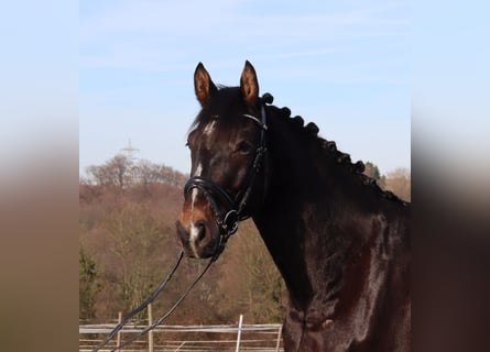 Hanoverian, Gelding, 5 years, 16,3 hh, Brown
