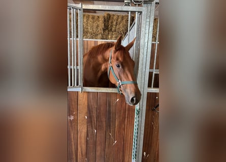Hanoverian, Gelding, 5 years, 16,3 hh, Chestnut-Red