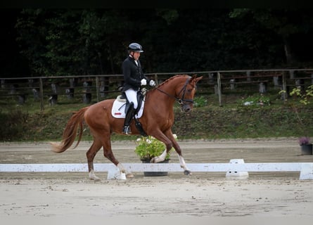 Hanoverian, Gelding, 5 years, 16,3 hh, Chestnut-Red