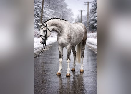 Hanoverian, Gelding, 5 years, 16,3 hh