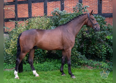 Hanoverian, Gelding, 5 years, 17,1 hh, Brown