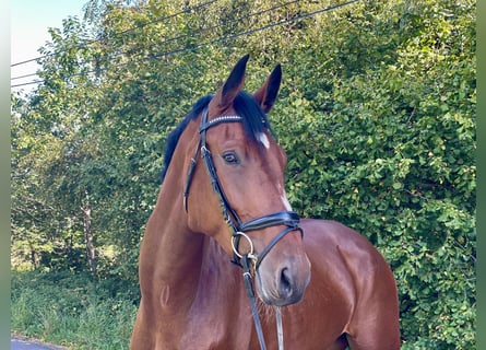 Hanoverian, Gelding, 5 years, 17.1 hh, Brown Hanoverian, Gelding, 5 years, 17.1 hh, Brown