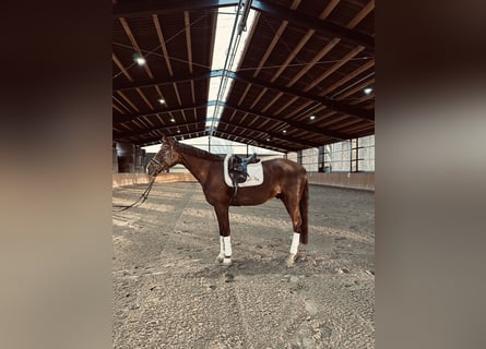 Hanoverian, Gelding, 5 years, 17,1 hh, Chestnut