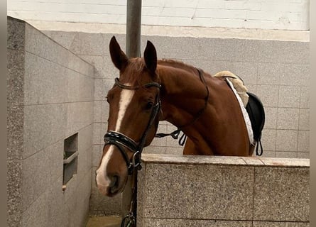 Hanoverian, Gelding, 5 years, 17,1 hh, Chestnut-Red