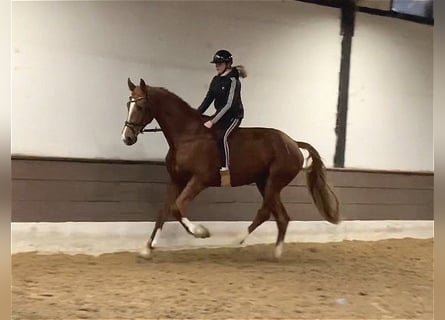 Hanoverian, Gelding, 5 years, 17,1 hh, Chestnut-Red