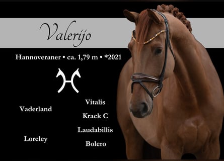 Hanoverian, Gelding, 5 years, 17.1 hh, Chestnut-Red