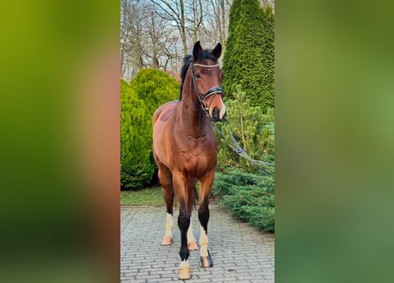 Hanoverian, Gelding, 5 years, 17.1 hh