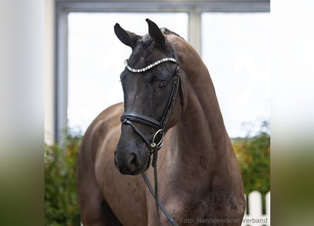 Hanoverian, Gelding, 5 years, 17.1 hh, Smoky-Black