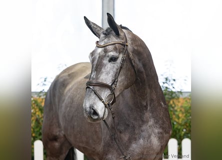 Hanoverian, Gelding, 5 years, 17.2 hh, Grey