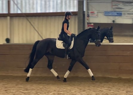 Hanoverian, Gelding, 5 years, 17 hh, Bay-Dark