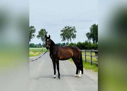Hanoverian, Gelding, 5 years, 17 hh, Bay-Dark