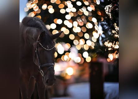 Hanoverian, Gelding, 5 years, 17 hh, Black