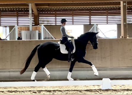 Hanoverian, Gelding, 5 years, 17 hh, Black