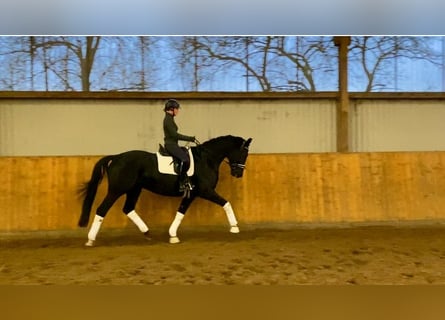 Hanoverian, Gelding, 5 years, 17 hh, Black