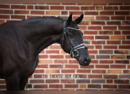 Hanoverian, Gelding, 5 years, 17 hh, Black