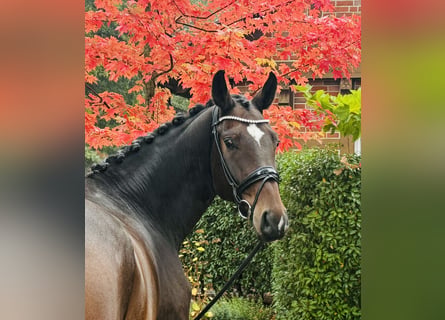 Hanoverian, Gelding, 5 years, 17 hh, Brown