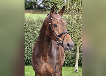 Hanoverian, Gelding, 5 years, 17 hh, Brown