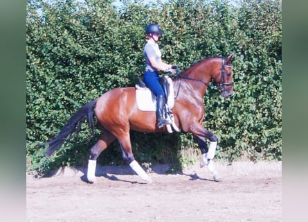 Hanoverian, Gelding, 5 years, 17 hh, Brown