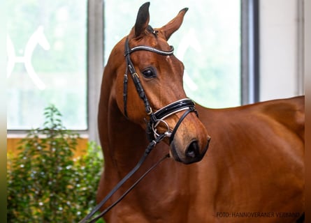 Hanoverian, Gelding, 5 years, 17 hh, Brown