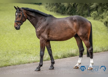 Hannoveraner, Wallach, 5 Jahre, 17 hh, Brauner