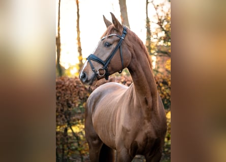 Hanoverian, Gelding, 5 years, 17 hh, Chestnut-Red