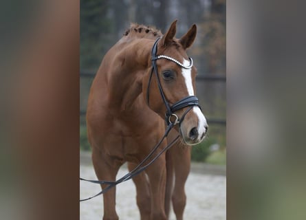 Hanoverian, Gelding, 5 years, 17 hh, Chestnut-Red