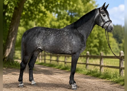 Hanoverian, Gelding, 5 years, 17 hh, Grey